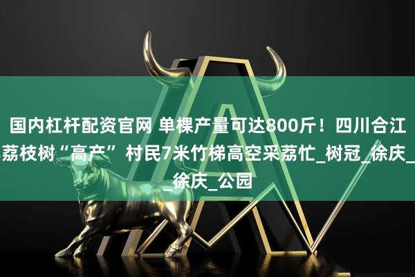 国内杠杆配资官网 单棵产量可达800斤！四川合江百年荔枝树“高产” 村民7米竹梯高空采荔忙_树冠_徐庆_公园